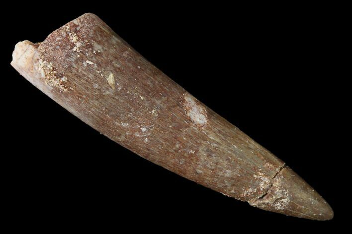 Fossil Plesiosaur (Zarafasaura) Tooth - Morocco #166712